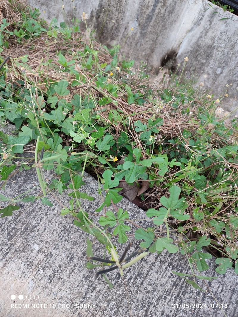 Vigna stipulacea photo 5