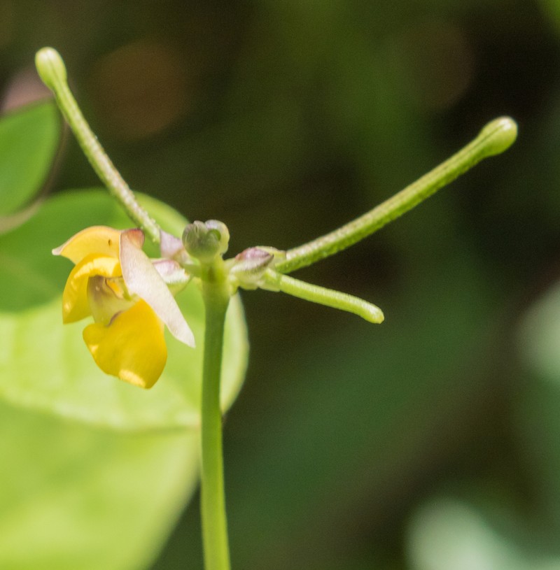 Vigna stipulacea photo 6