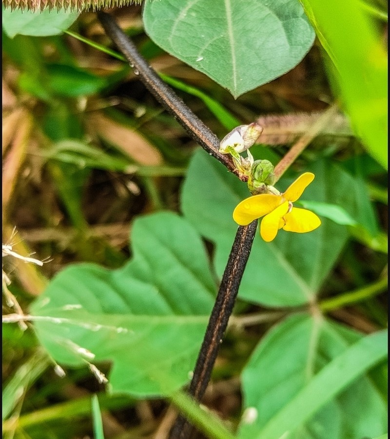 Vigna stipulacea photo 7