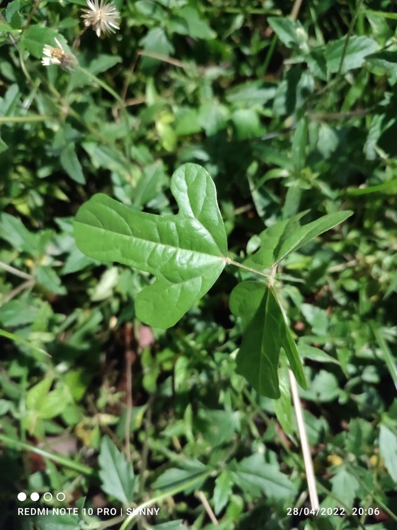Vigna stipulacea photo 8