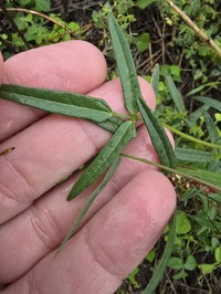 Vigna suberecta