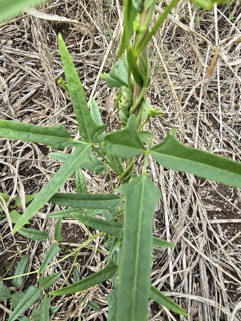 Vigna suberecta photo 2