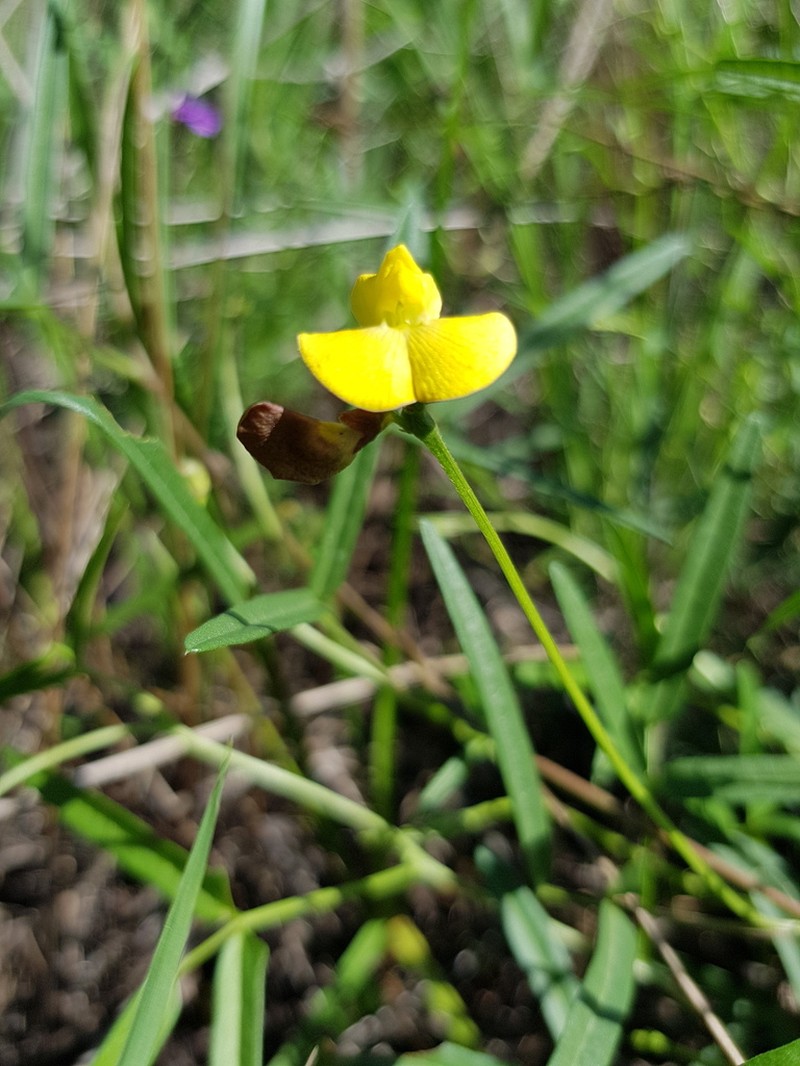 Vigna suberecta photo 3