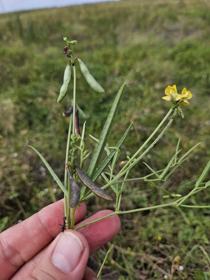 Vigna suberecta photo 4