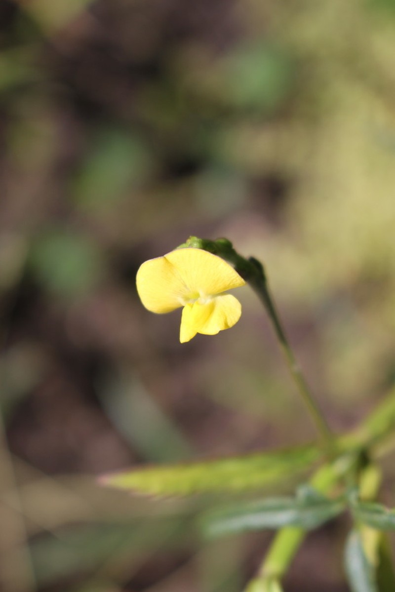 Vigna suberecta photo 5