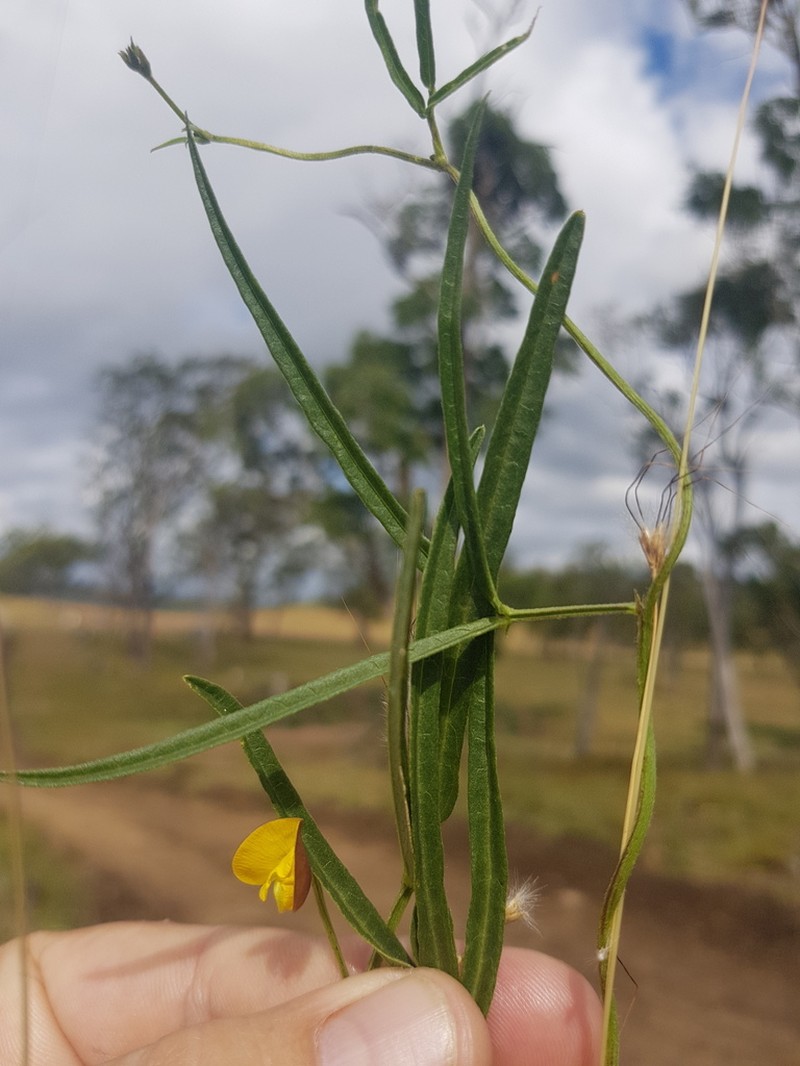 Vigna suberecta photo 6