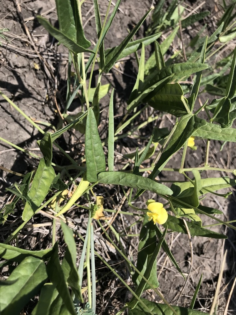Vigna suberecta photo 7