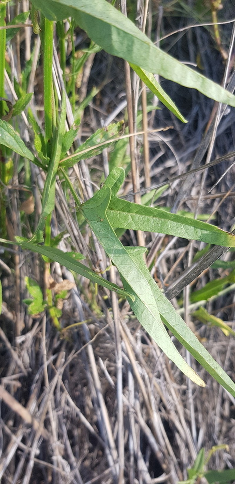 Vigna suberecta photo 8