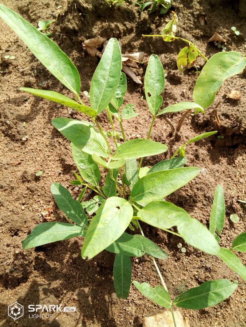 Bambarra Groundnut photo 2