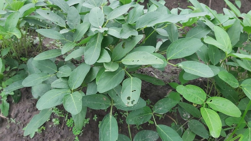 Bambarra Groundnut photo 3