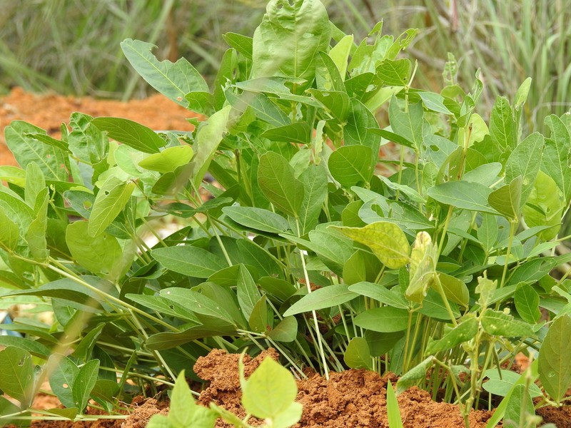Bambarra Groundnut photo 4
