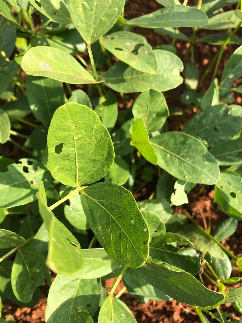 Bambarra Groundnut photo 5