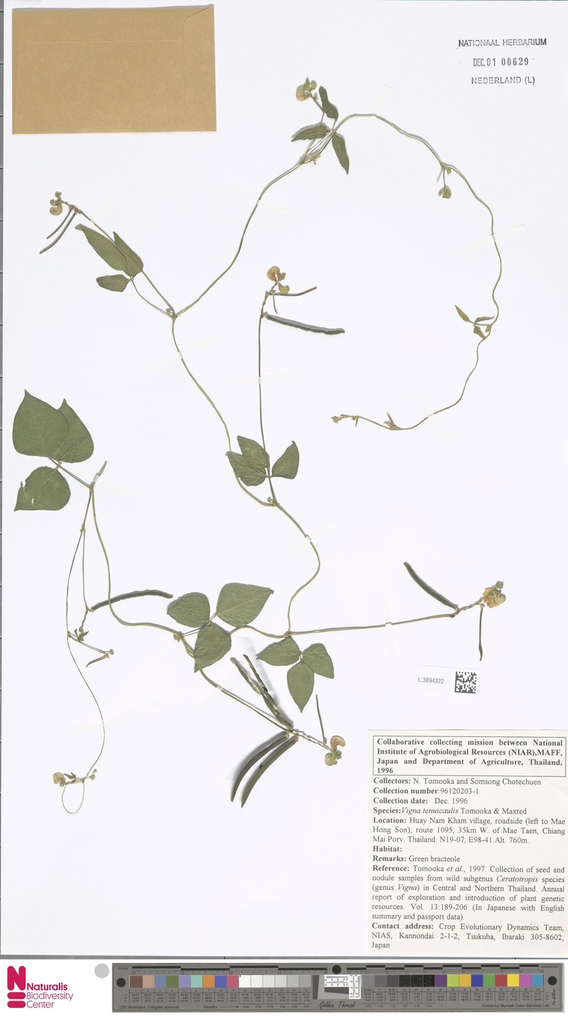 Vigna tenuicaulis