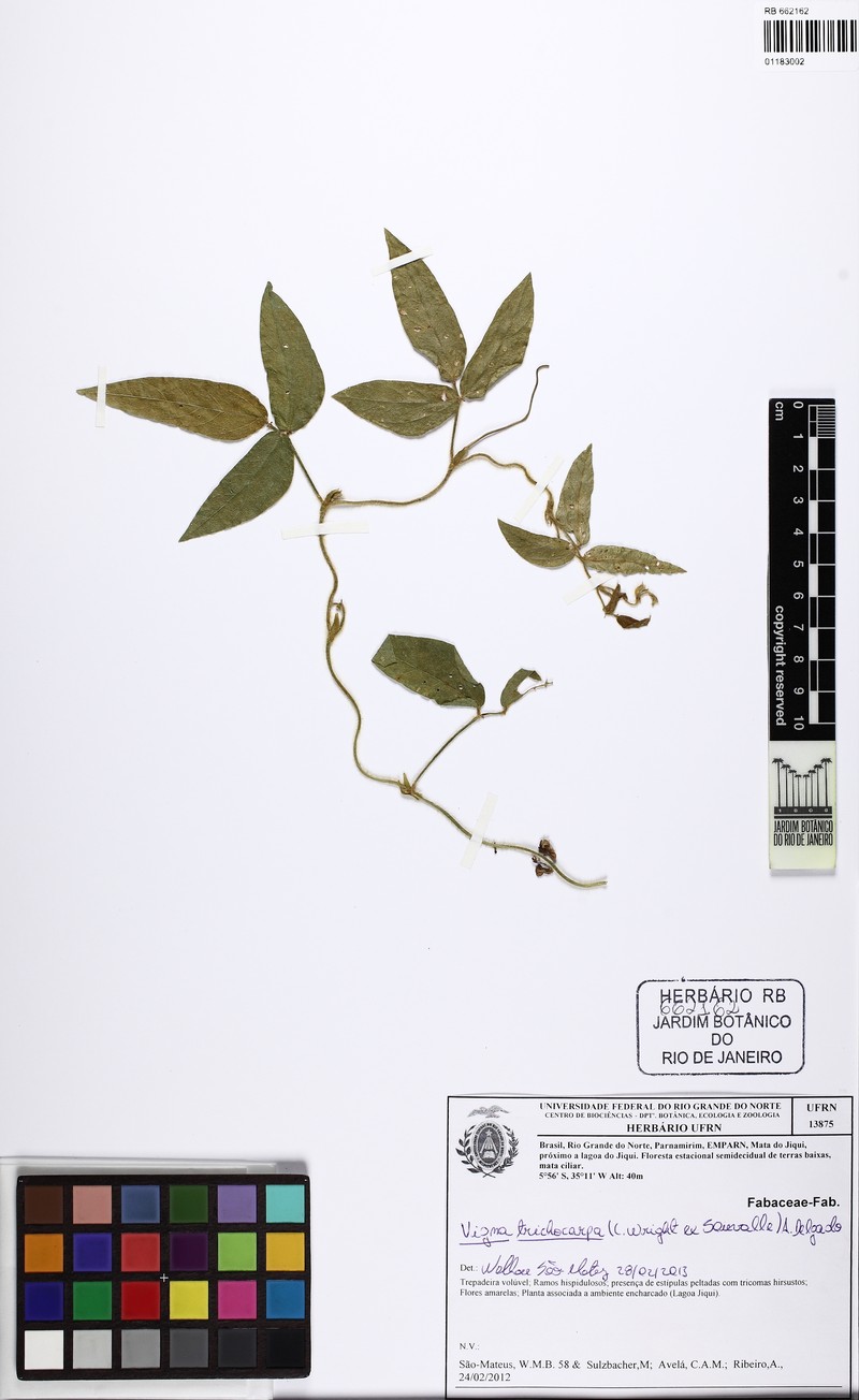 Vigna trichocarpa