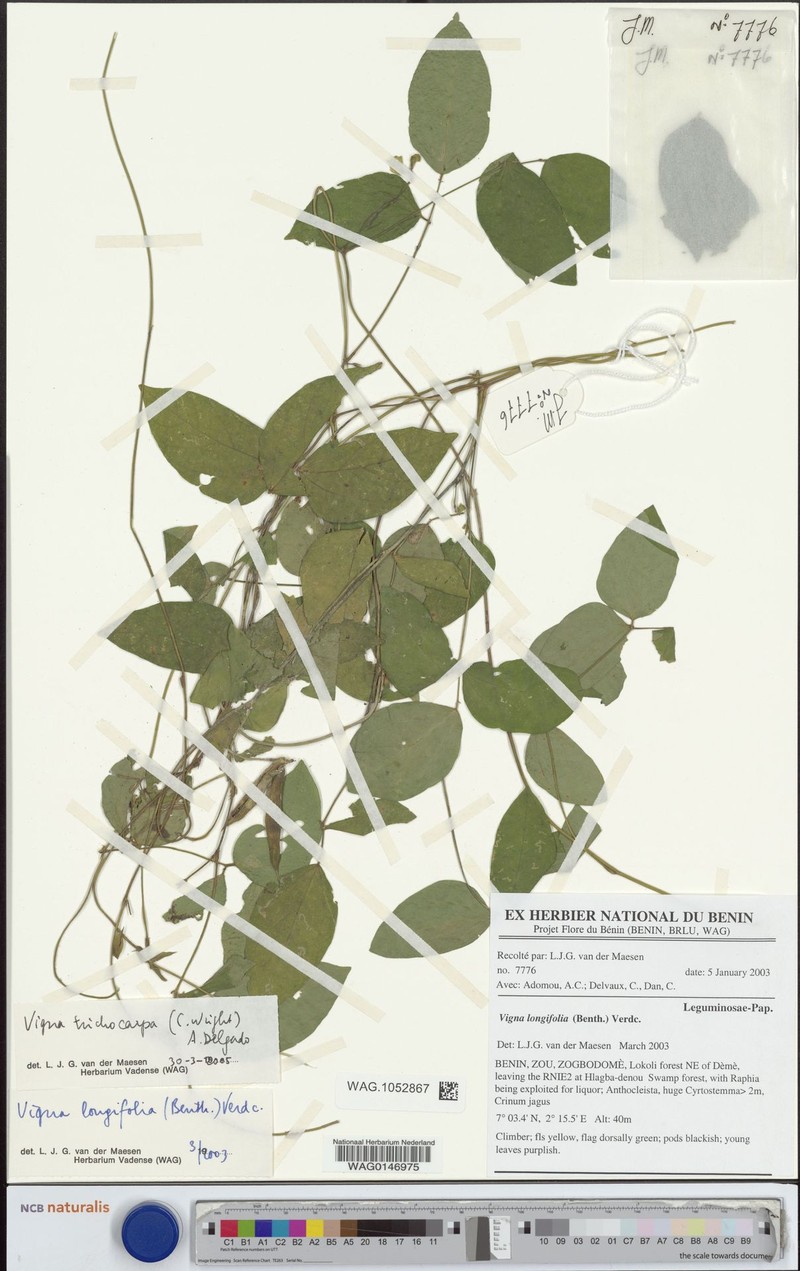 Vigna trichocarpa photo 2
