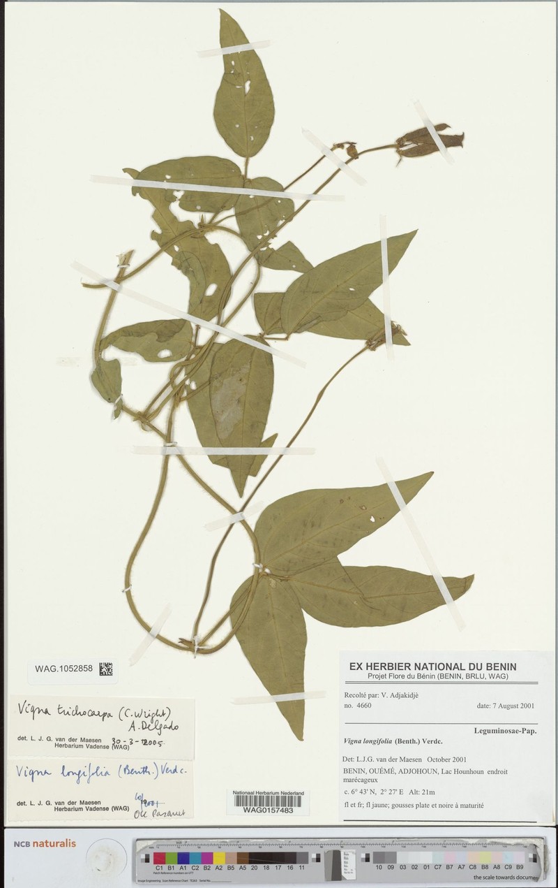 Vigna trichocarpa photo 4