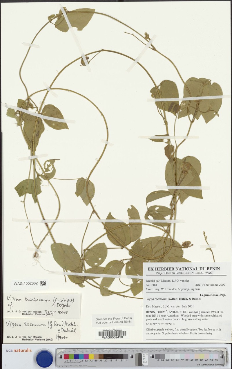 Vigna trichocarpa photo 6