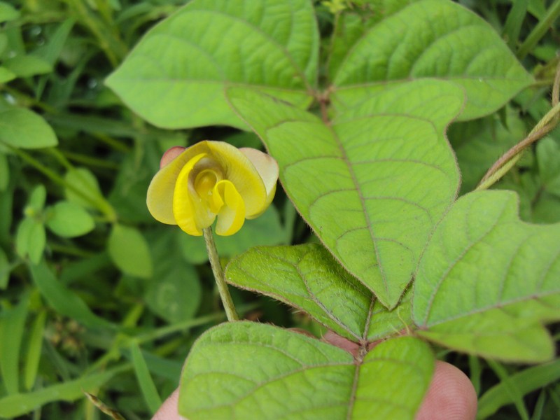Vigna trilobata