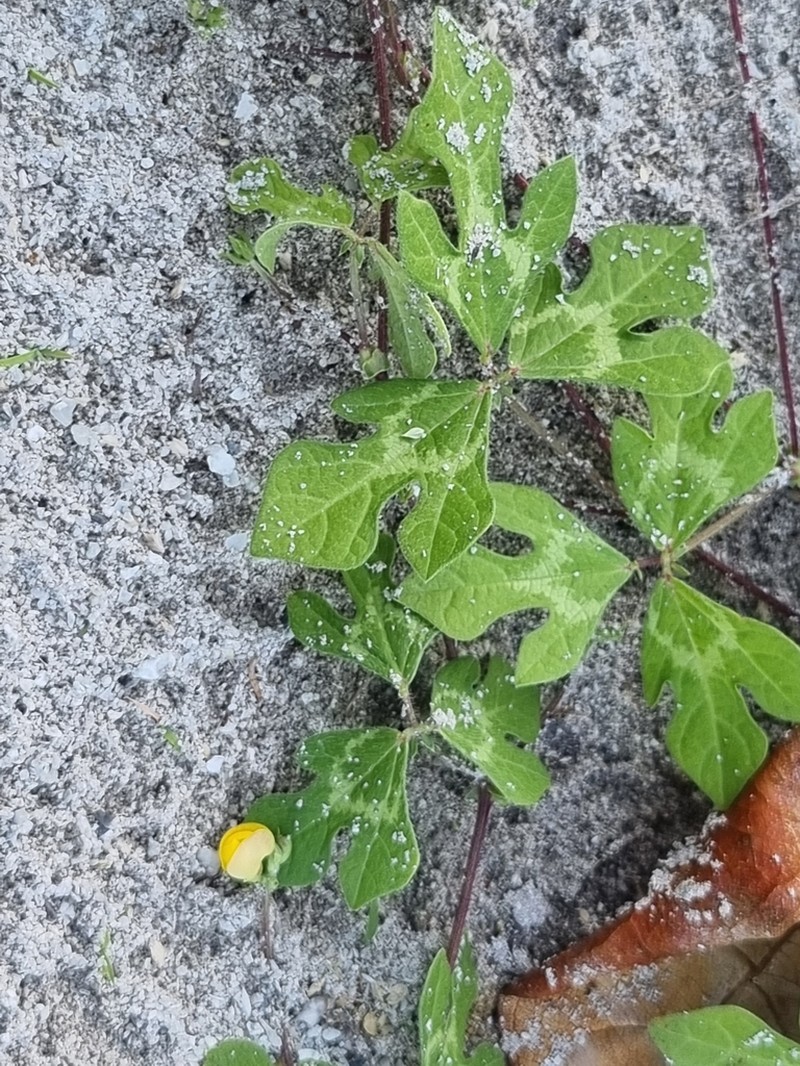 Vigna trilobata photo 2
