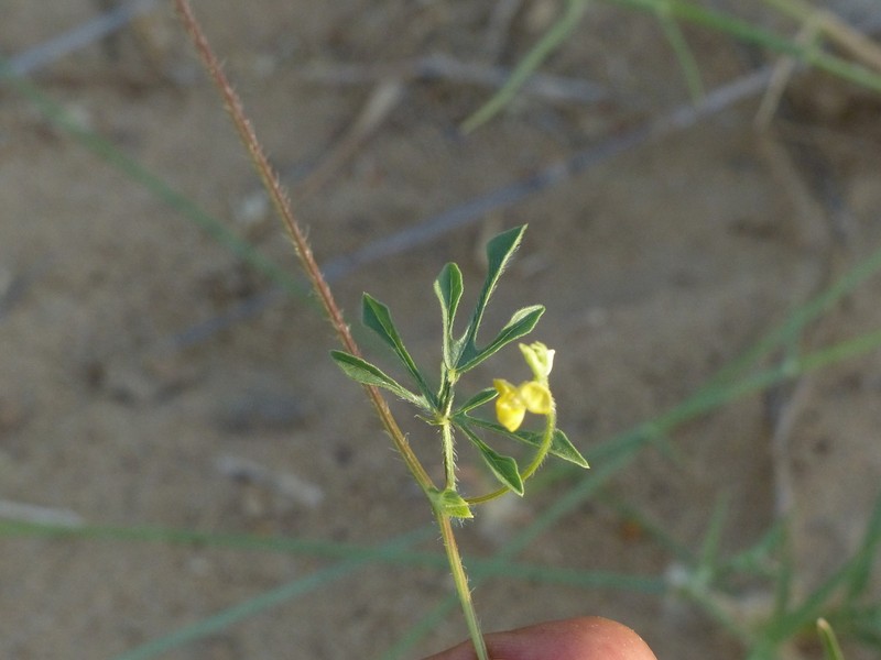 Vigna trilobata photo 3