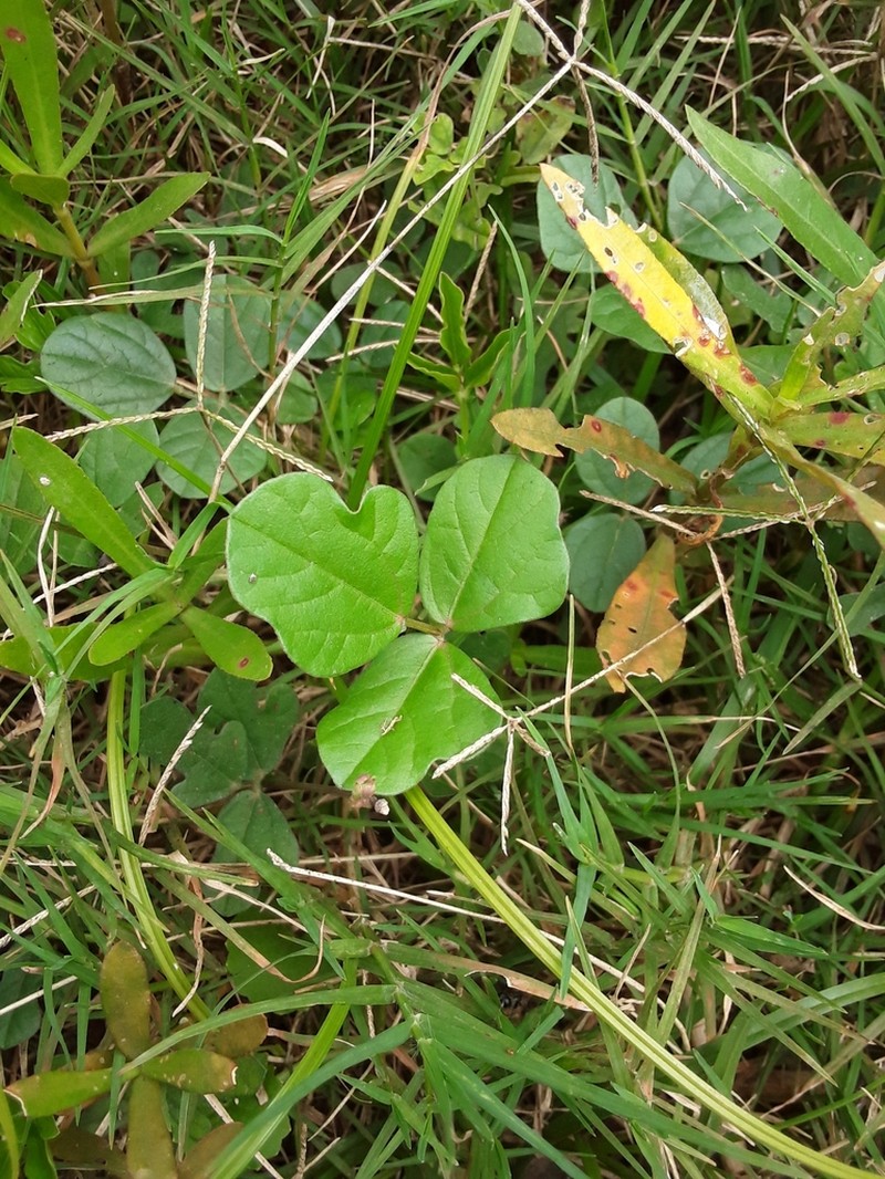Vigna trilobata photo 5