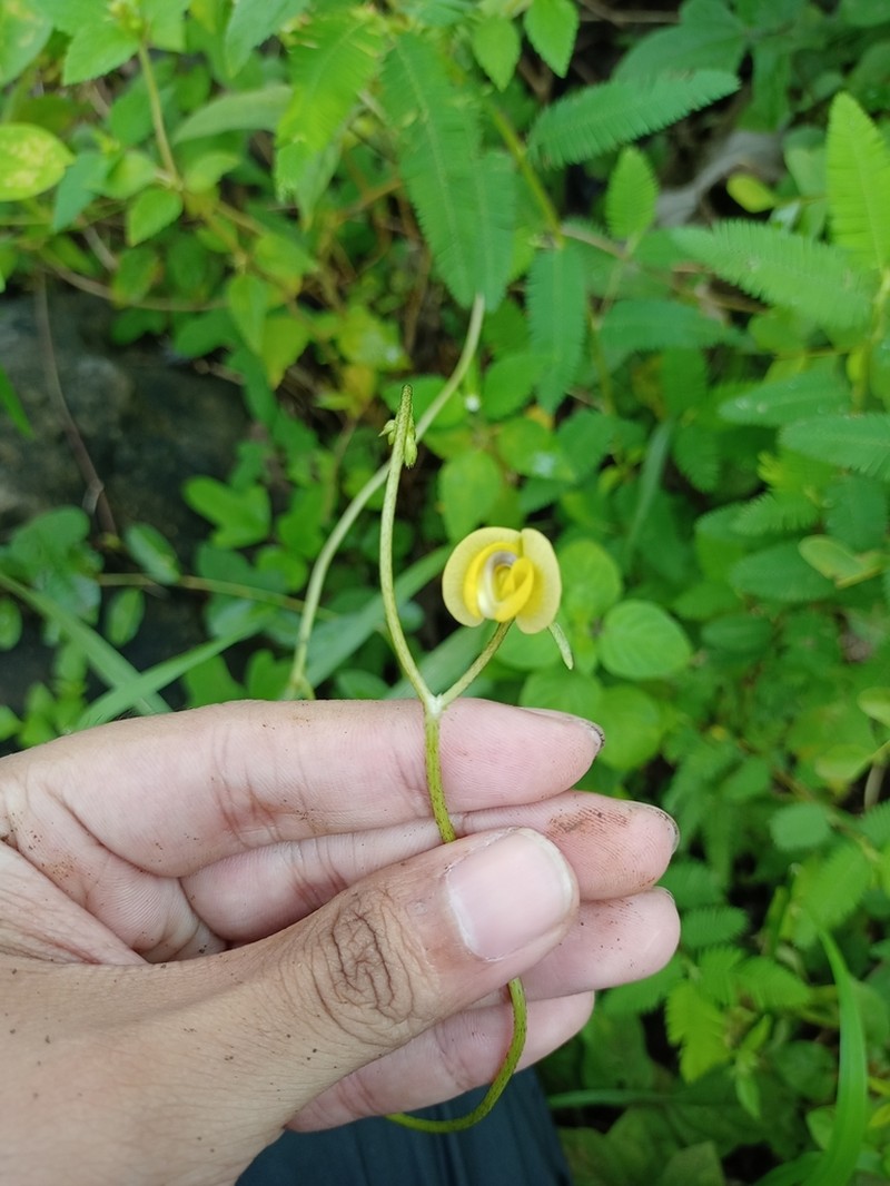 Vigna trilobata photo 6