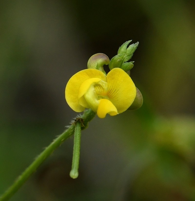 Vigna trilobata photo 7