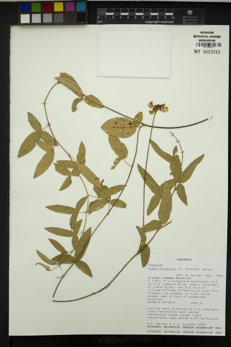 Vigna triphylla