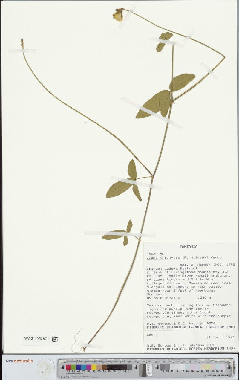 Vigna triphylla photo 2