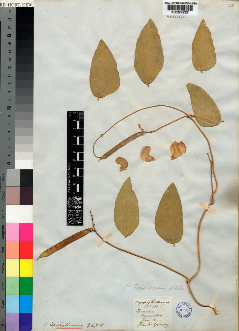 Vigna truxillensis