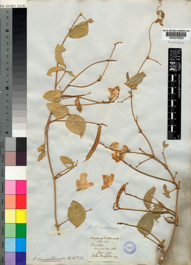 Vigna truxillensis photo 2