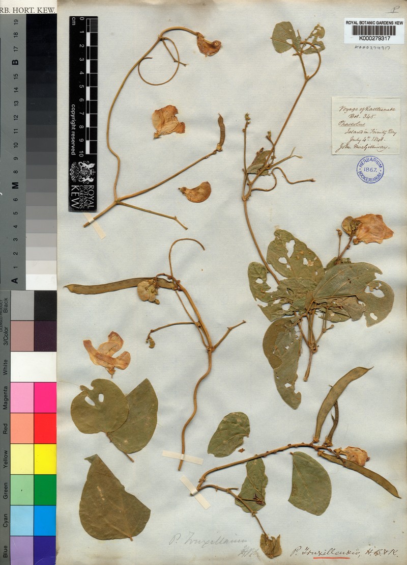 Vigna truxillensis photo 3