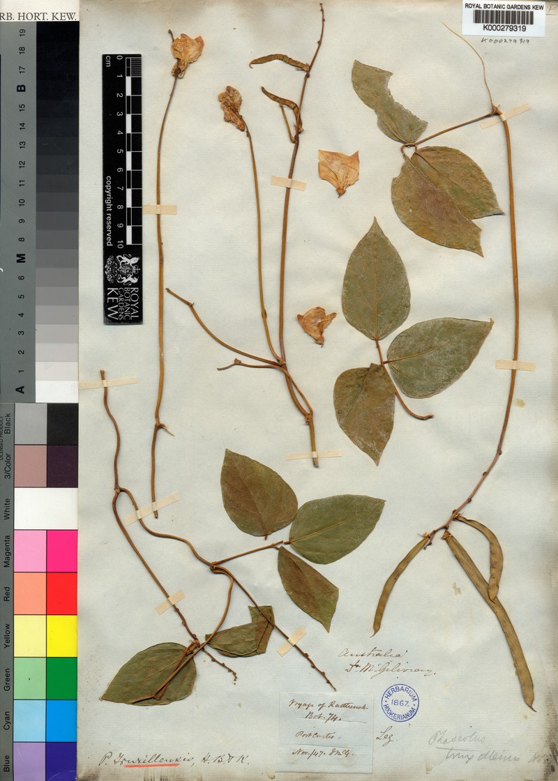 Vigna truxillensis photo 4
