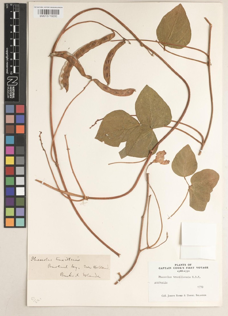 Vigna truxillensis photo 5