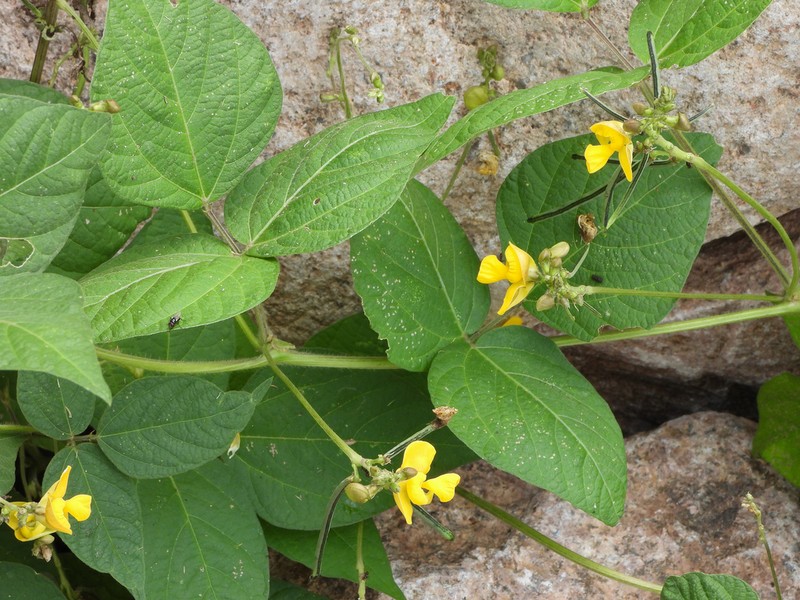 Rice Bean photo 2