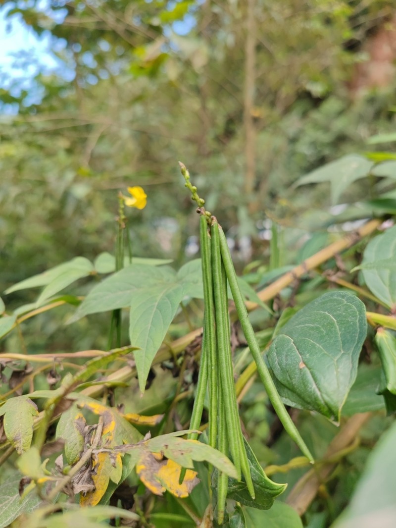 Rice Bean photo 3