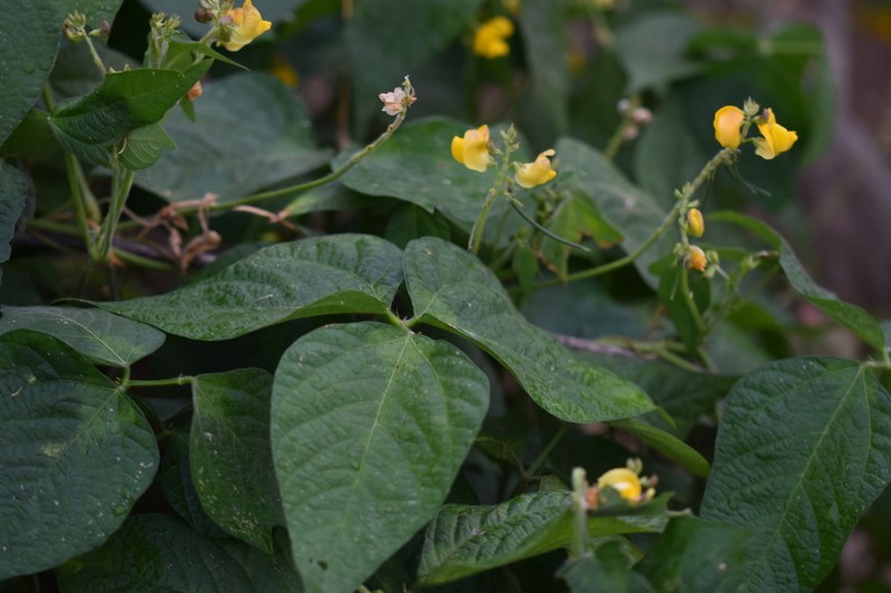Rice Bean photo 5