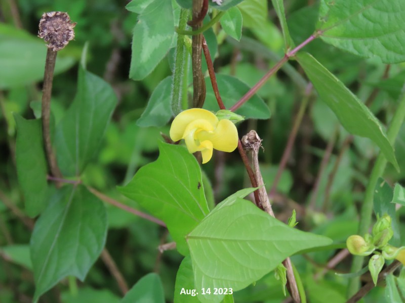 Rice Bean photo 6