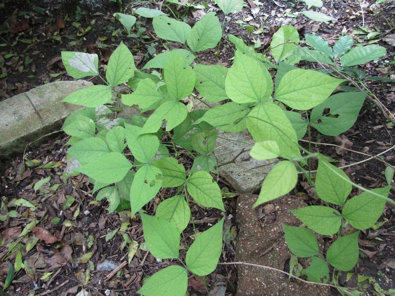 Rice Bean photo 7