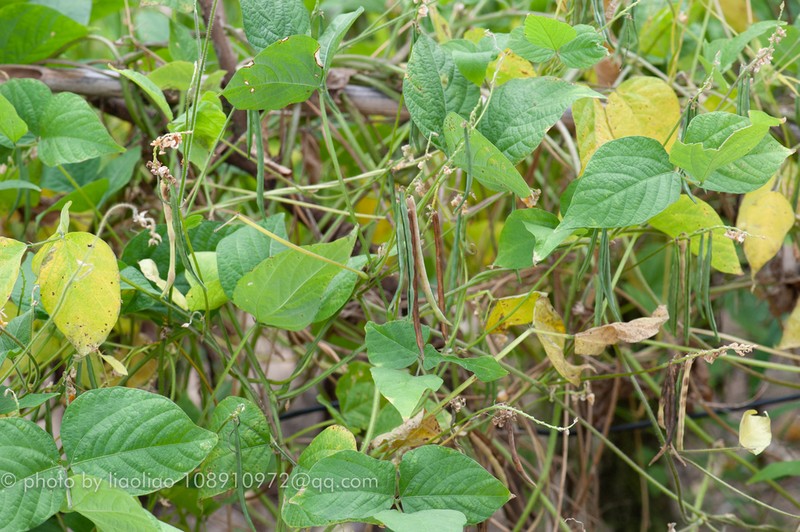 Rice Bean photo 8