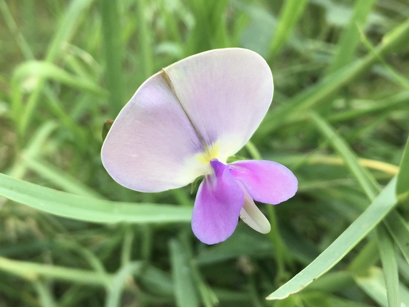 Cowpea photo 2