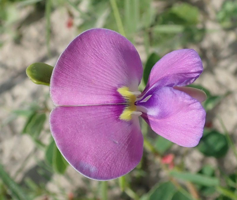 Cowpea photo 3