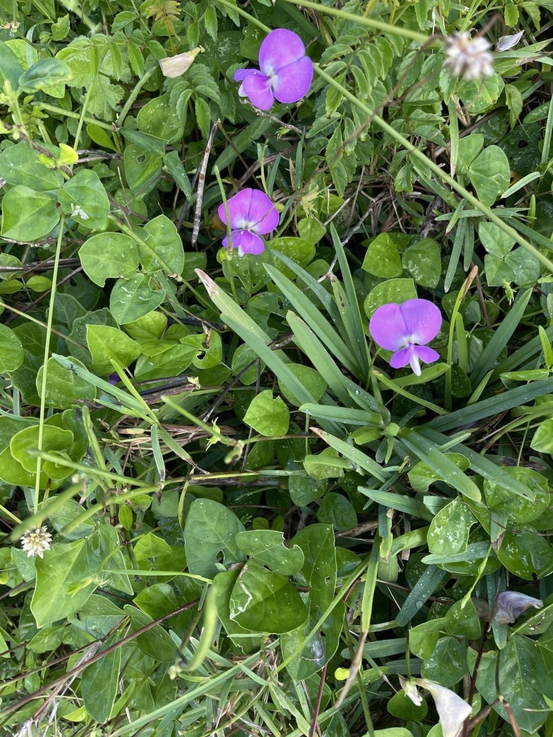Cowpea photo 6