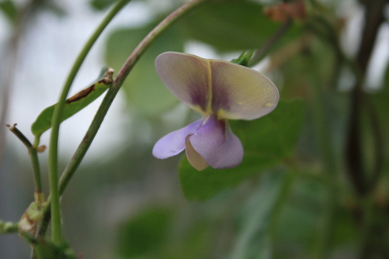 Cowpea photo 7