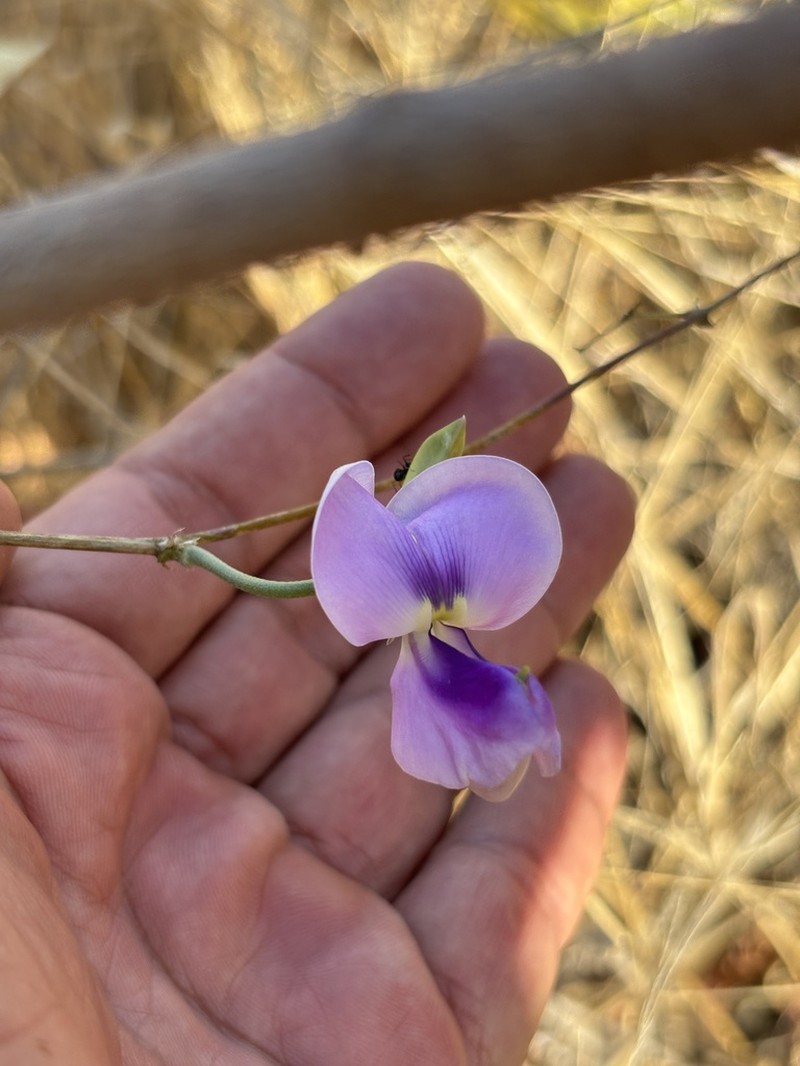 Cowpea photo 8