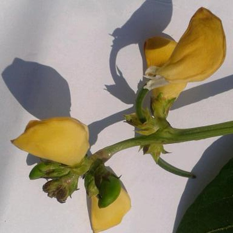 Cowpea photo 3