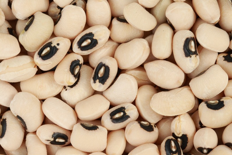 Cowpea photo 4