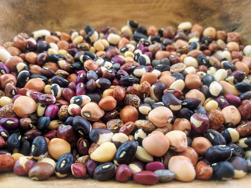 Cowpea photo 2
