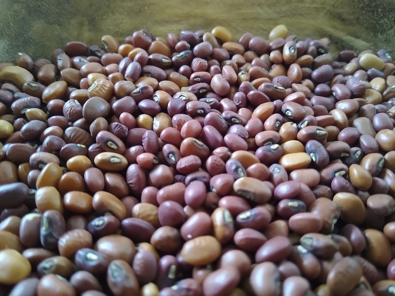 Cowpea photo 5