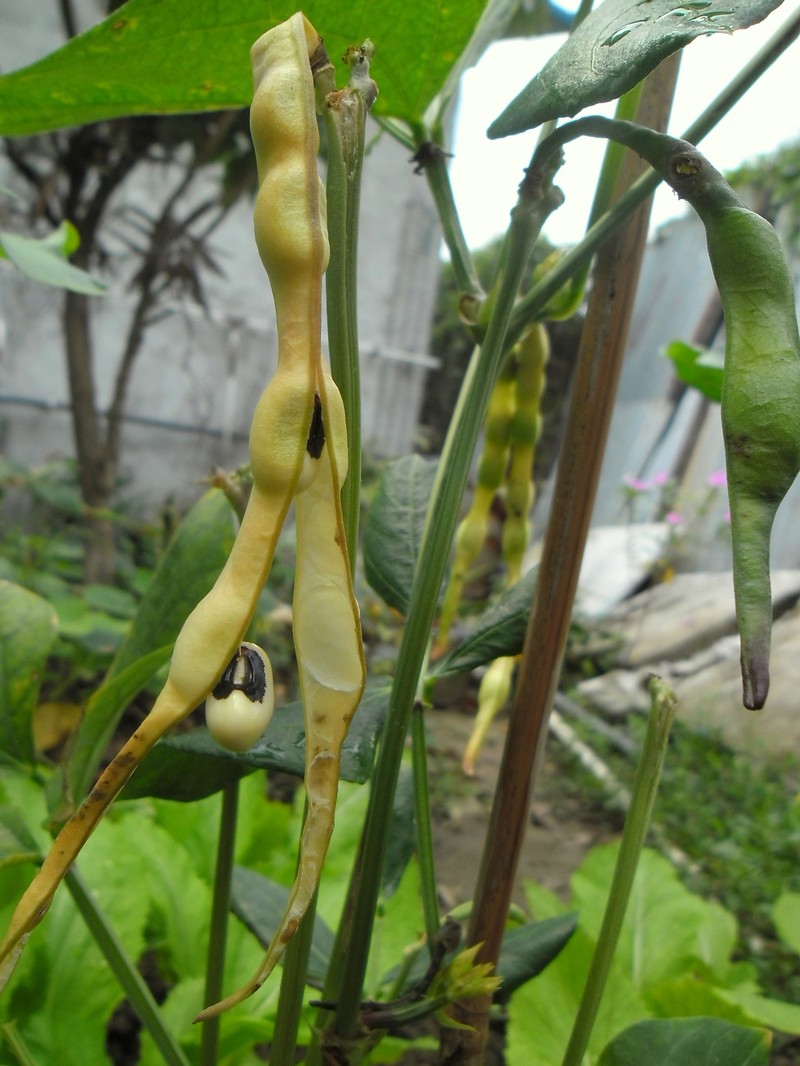 Cowpea photo 6